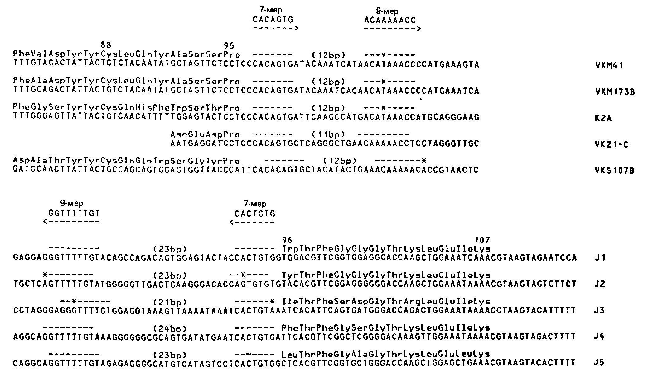 Гомологичные элементы, прилегающие (фланкирующие) к гаметным V- и J-генам.